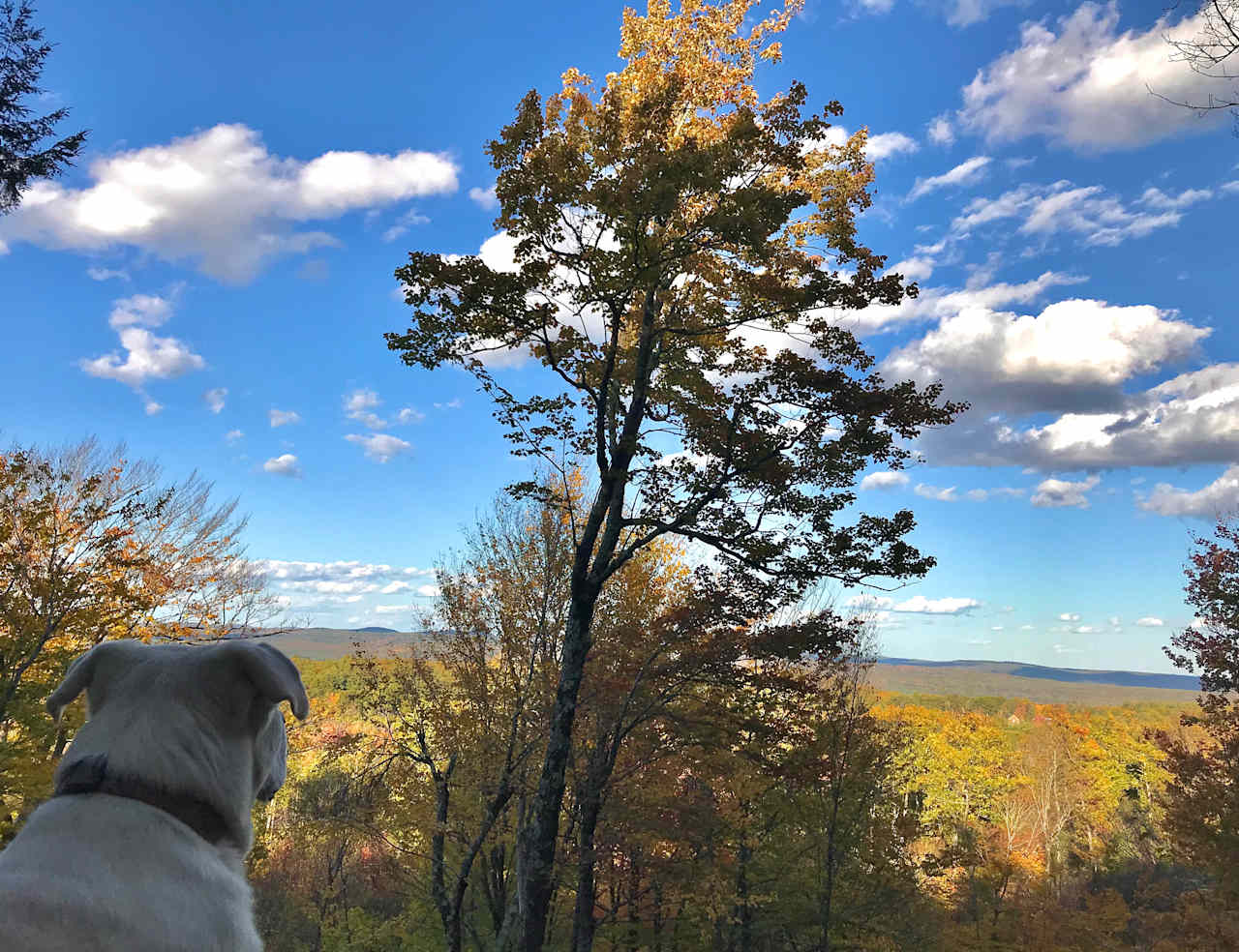 Happy dog watching the valley 