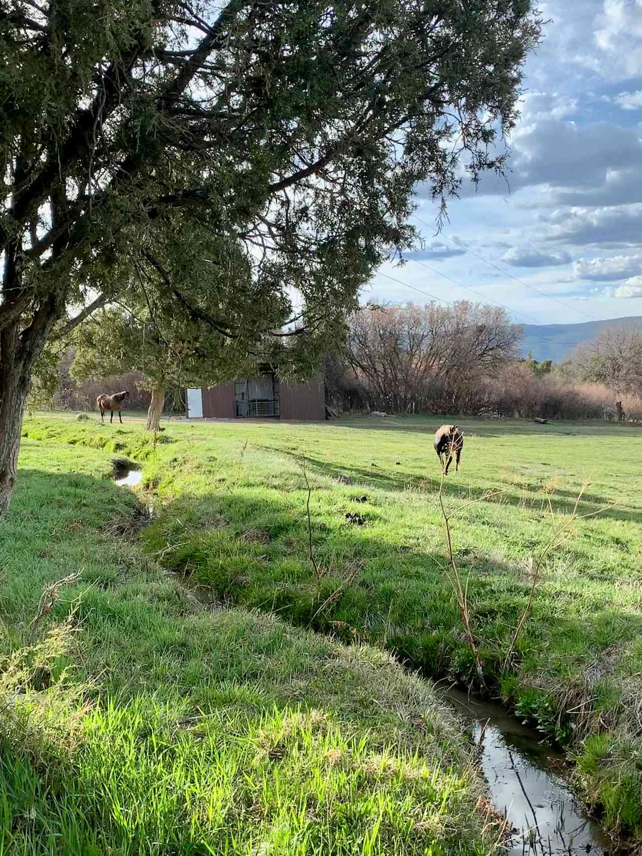 Brees and Gentry in spring eating below the Acequia.