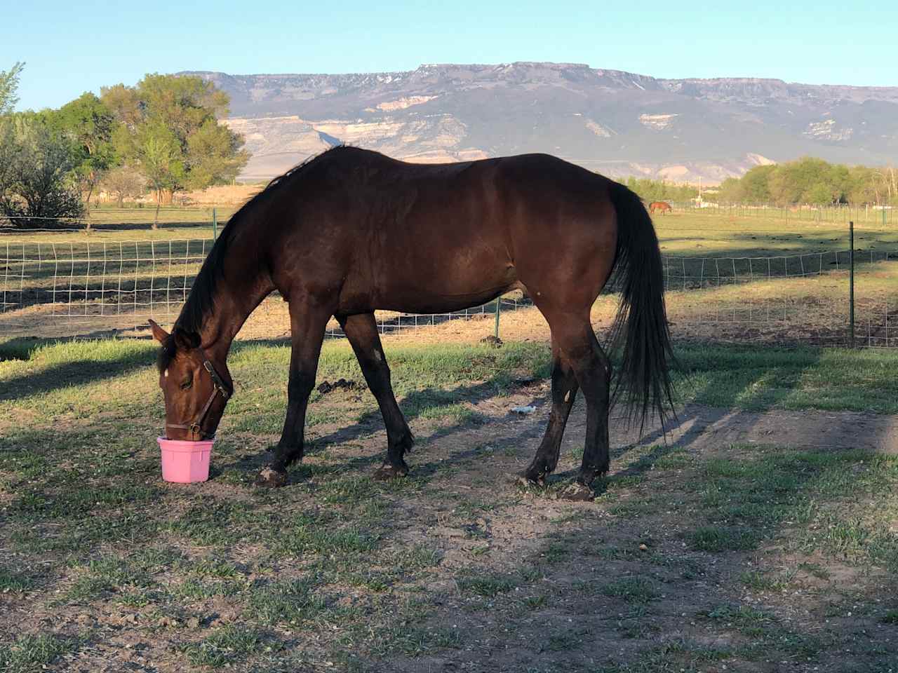 Cool horses and great views! 