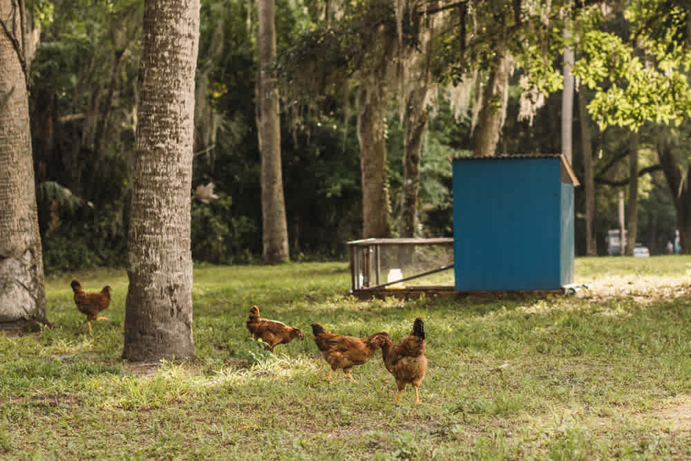 There is a small flock of free range chickens living on the property