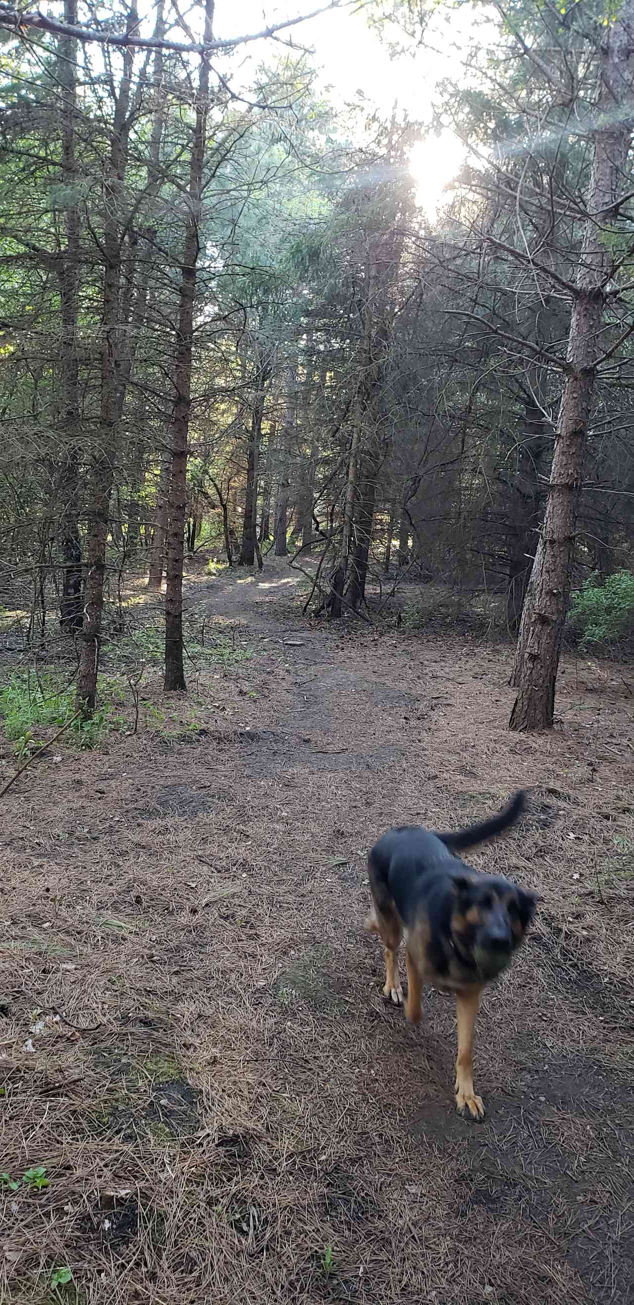 Prairie Creek Forest Campground