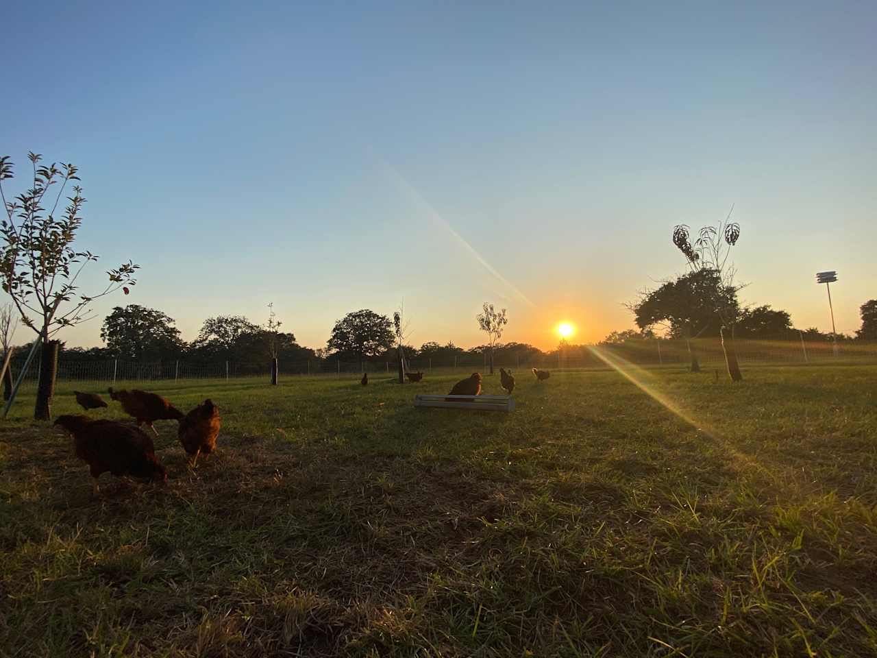 Wolf Oak Ranch. Wooded ranch