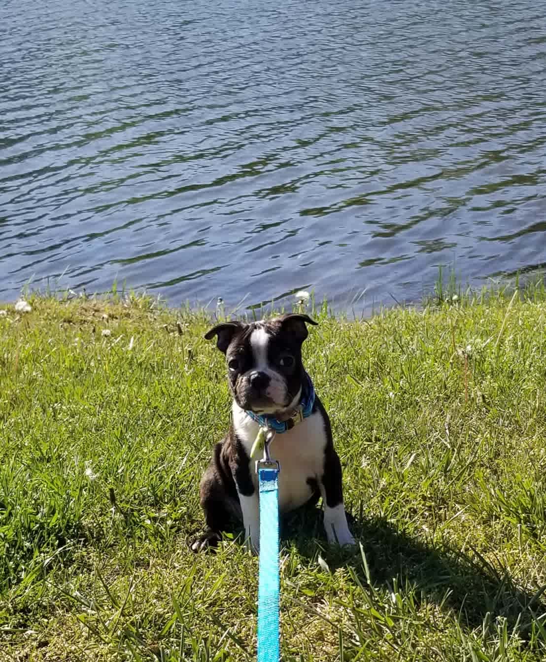 New pup by the pond! 