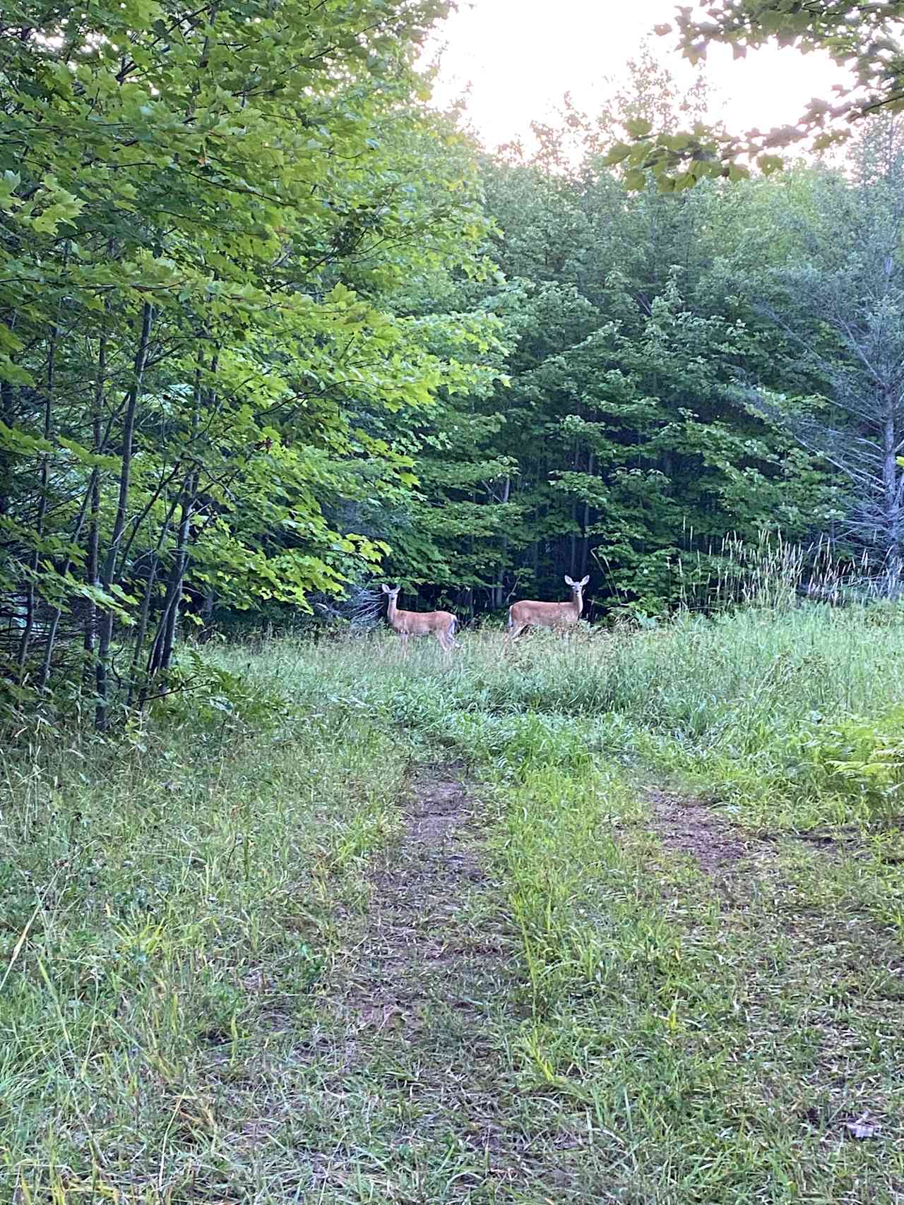 Whitetail deer are often seen on the property.