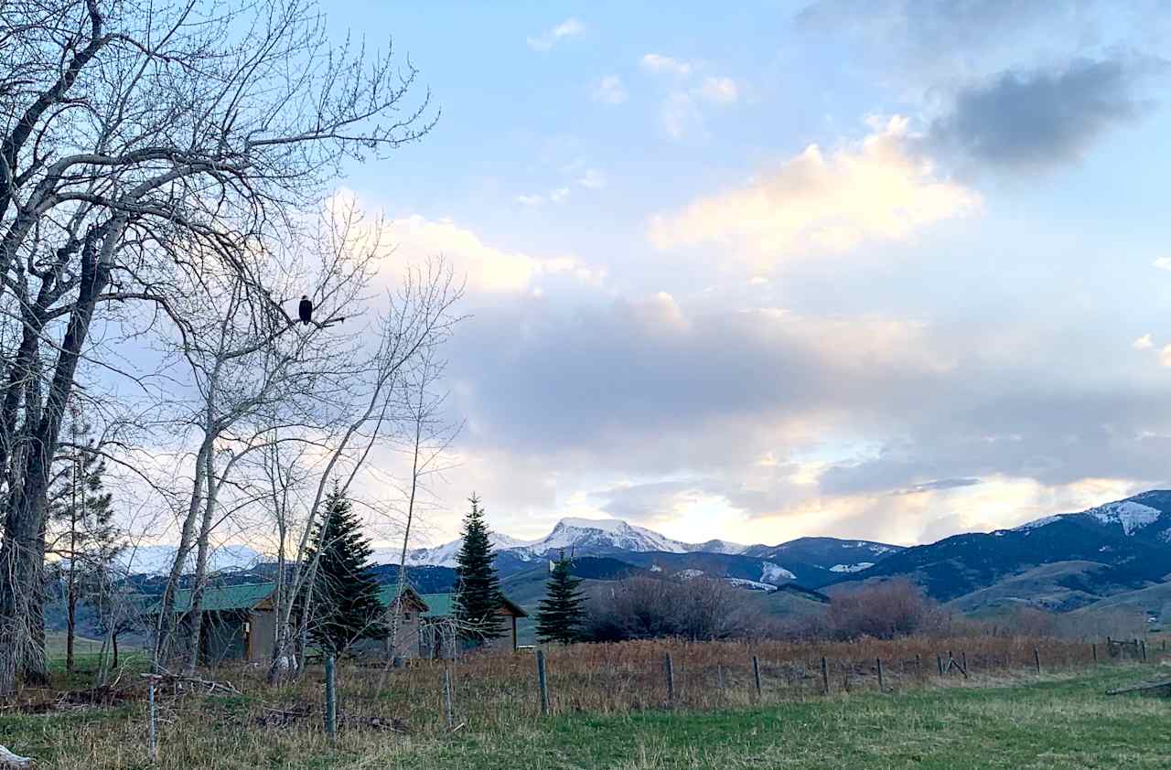 Although our laying hens are quaking in their boots at the arrival of a Bald Eagle, we are always glad that we can share our ranch with ALL species of Montana wildlife.  Apex predators, perennial pastures, and grazing cattle all support each other here.