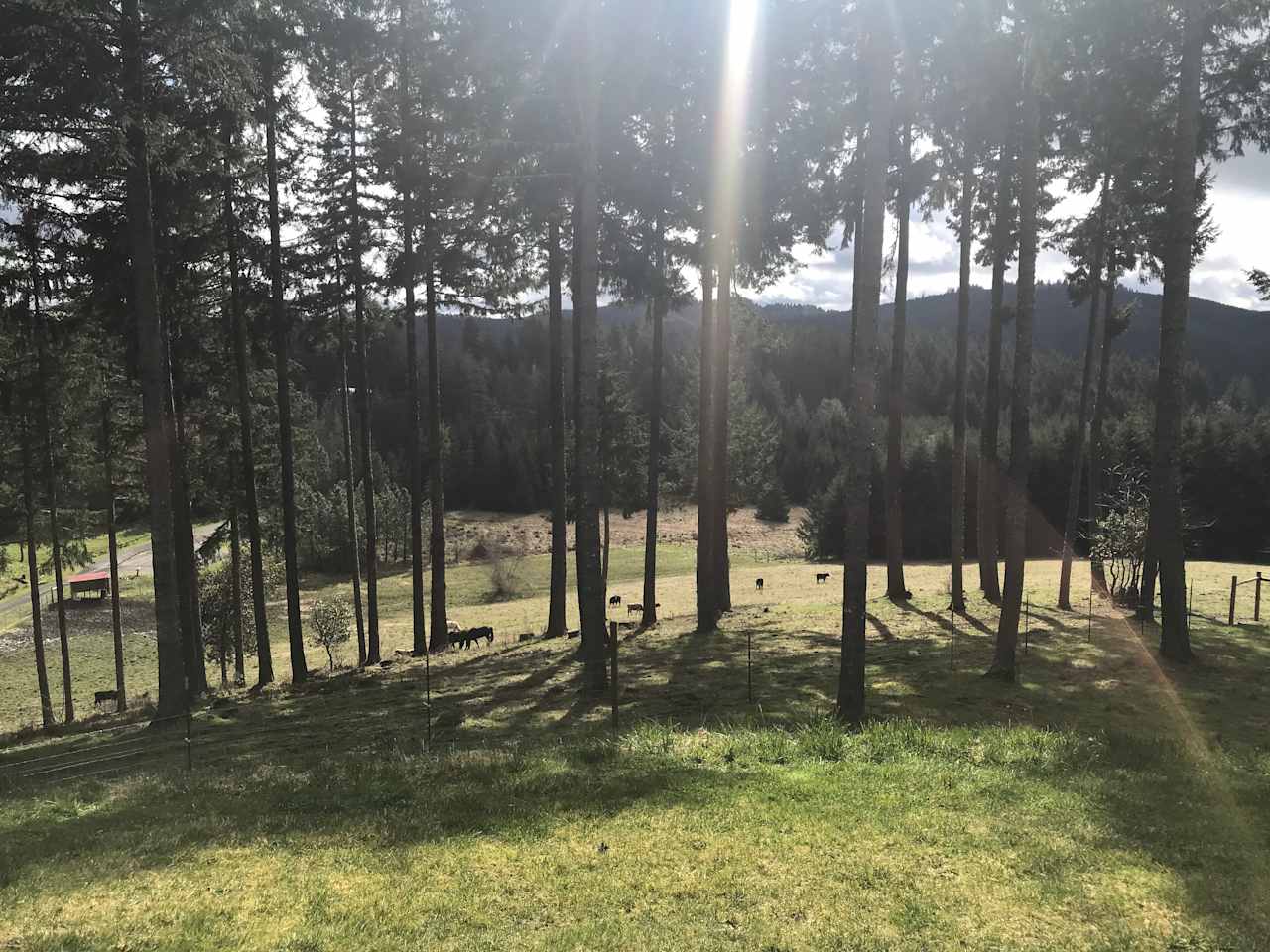 Top of the pasture, looking down. 