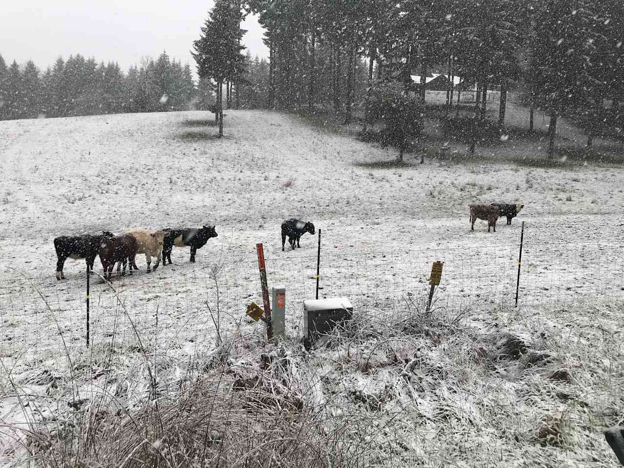 Snow in March.  The herd is adjusting to the snow. 