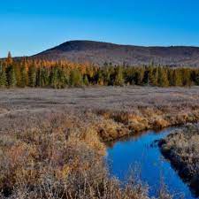 Moose River going throught the bog.