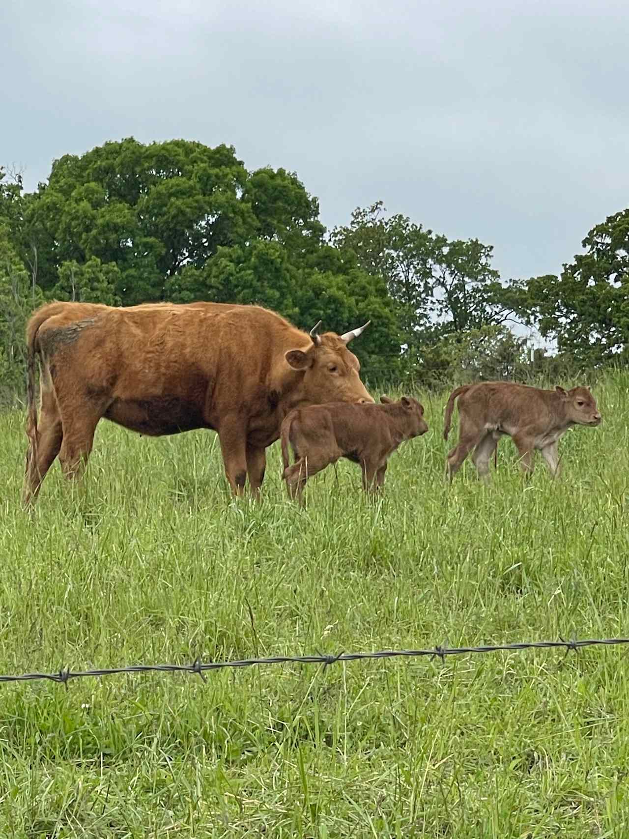 Rustik Rooster Farms