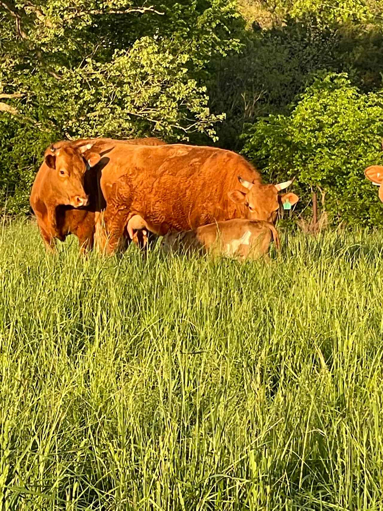 Rustik Rooster Farms