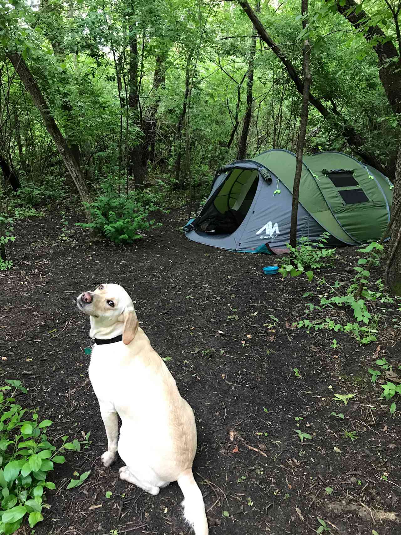 East Woods on the IL River