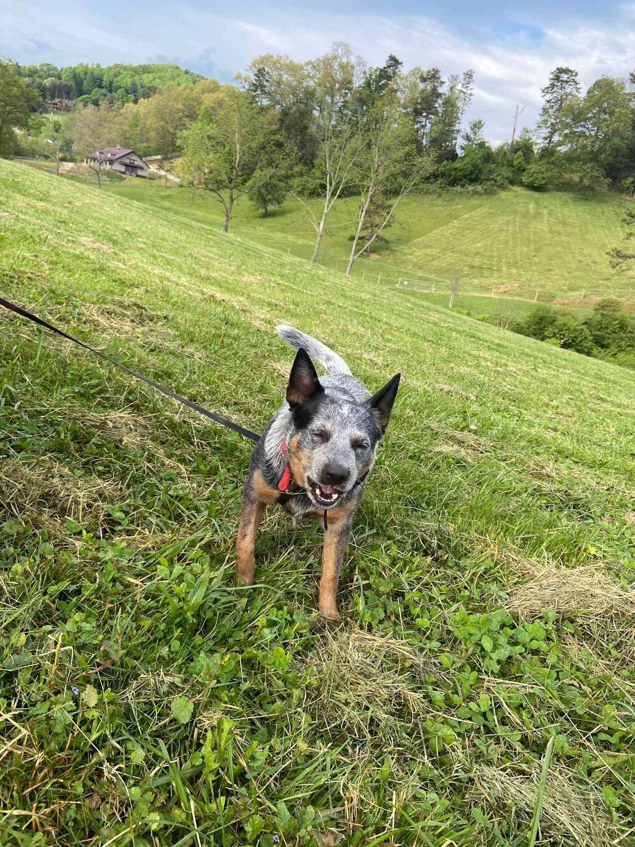  Cute heeler pup