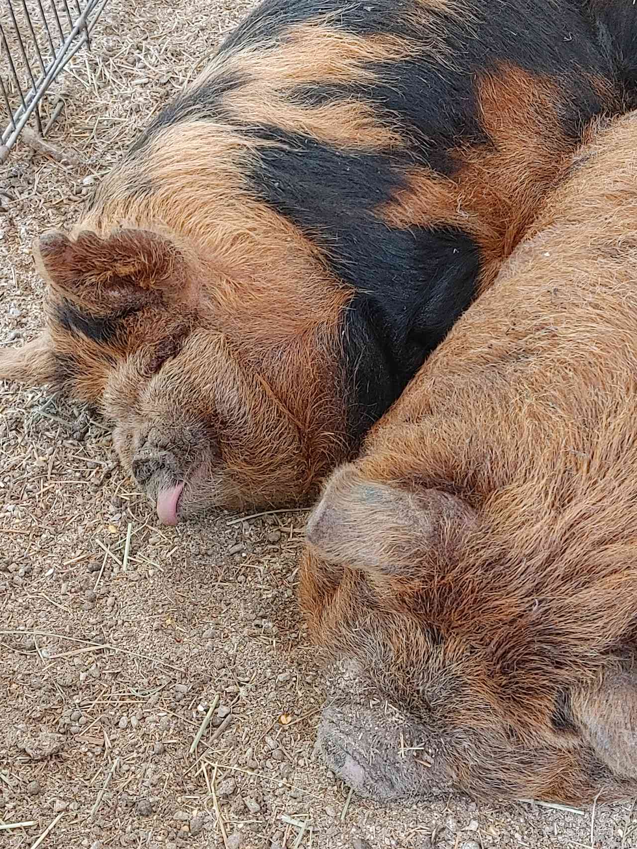 Montgomery and Hamilton stay exhausted from LOVE  