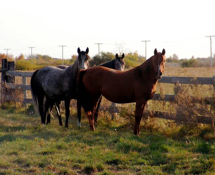 Black Poplar Farm