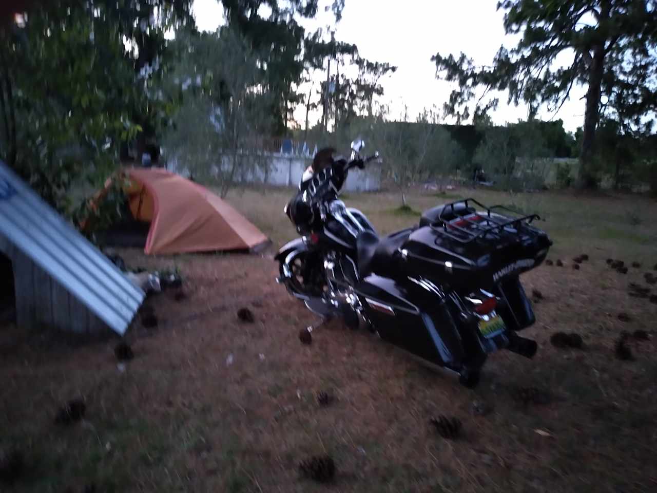 The Olive Grove Cabin Tent