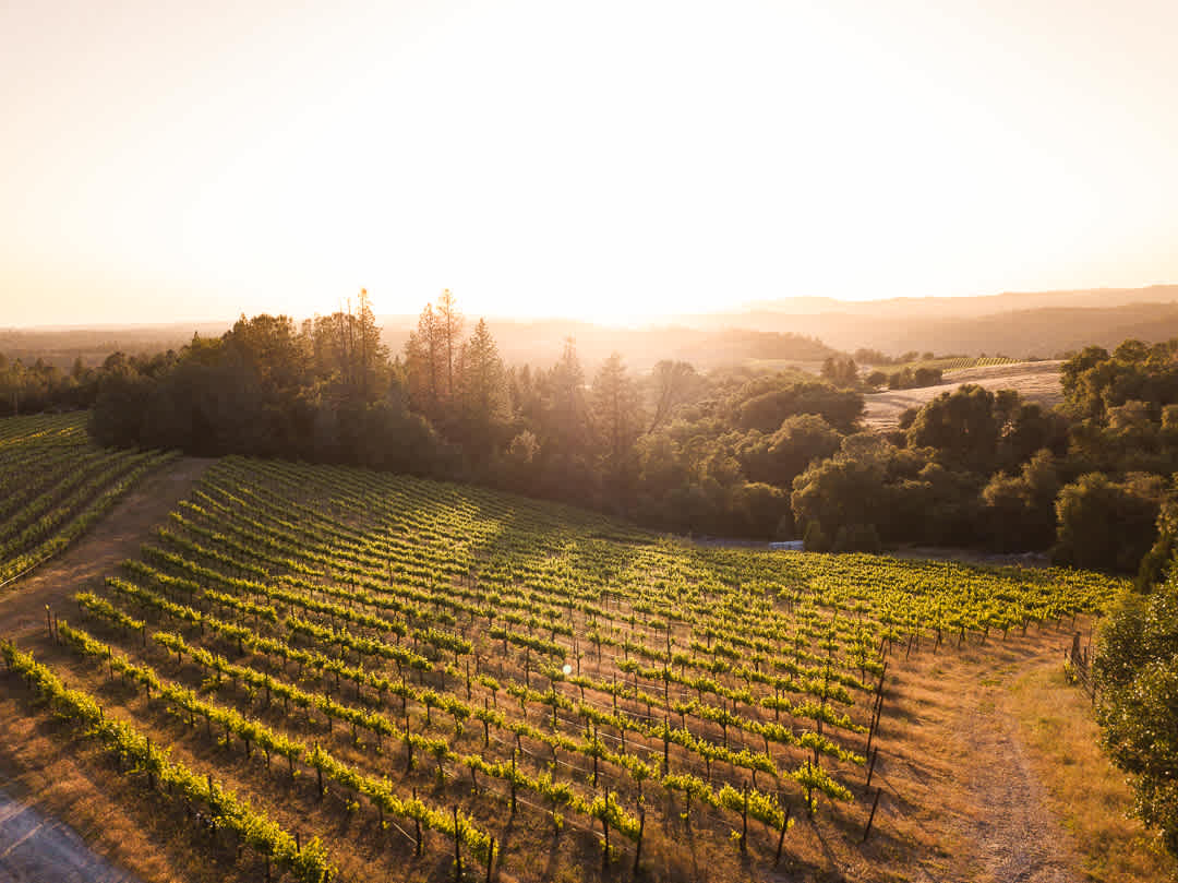 Amazing vineyard with a great sunset overlook.