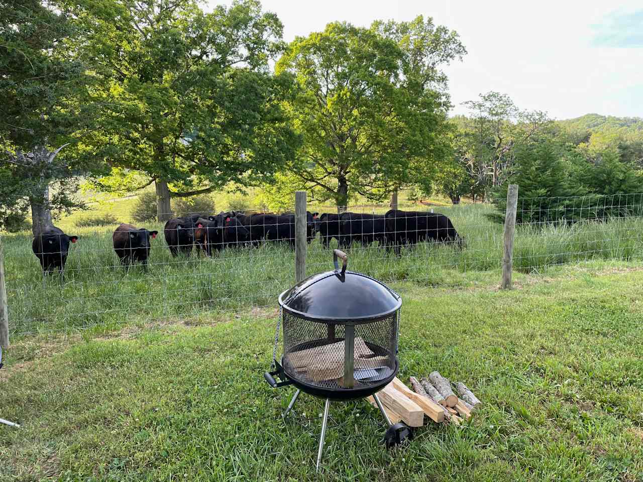 I knew I shouldn't have thrown that steak on the grill ... look at the evil eye they're giving me!