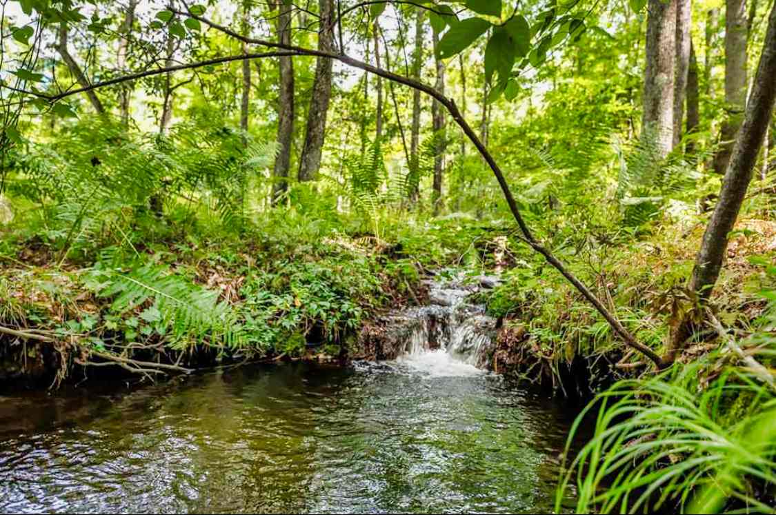 Incredible nature camp!