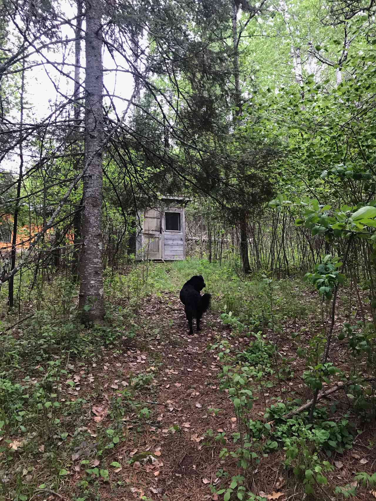 Marko's grampa's cabin.