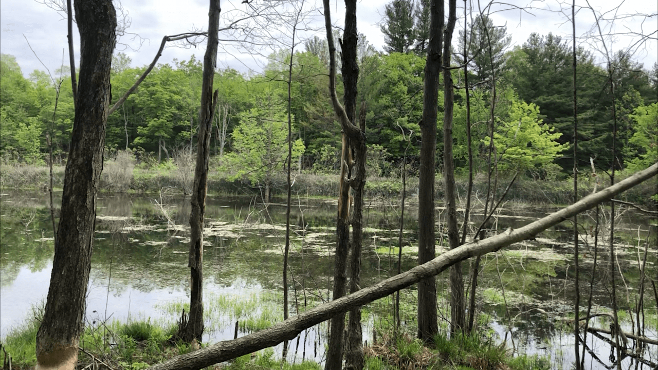 Timothy H.’s Land