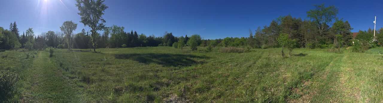 Groomed paths in the meadow