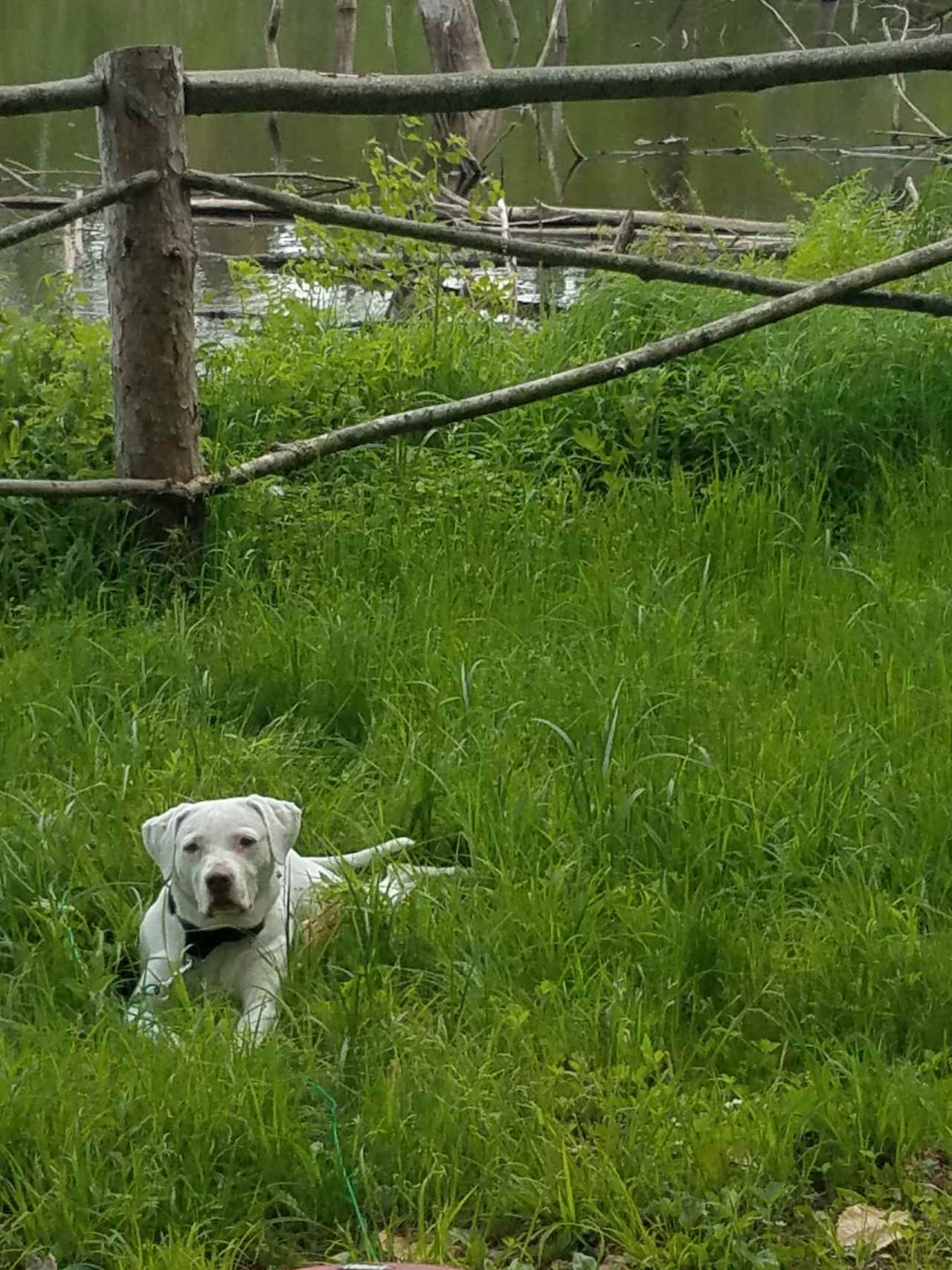 Roxanne in the cool grass by the pon!