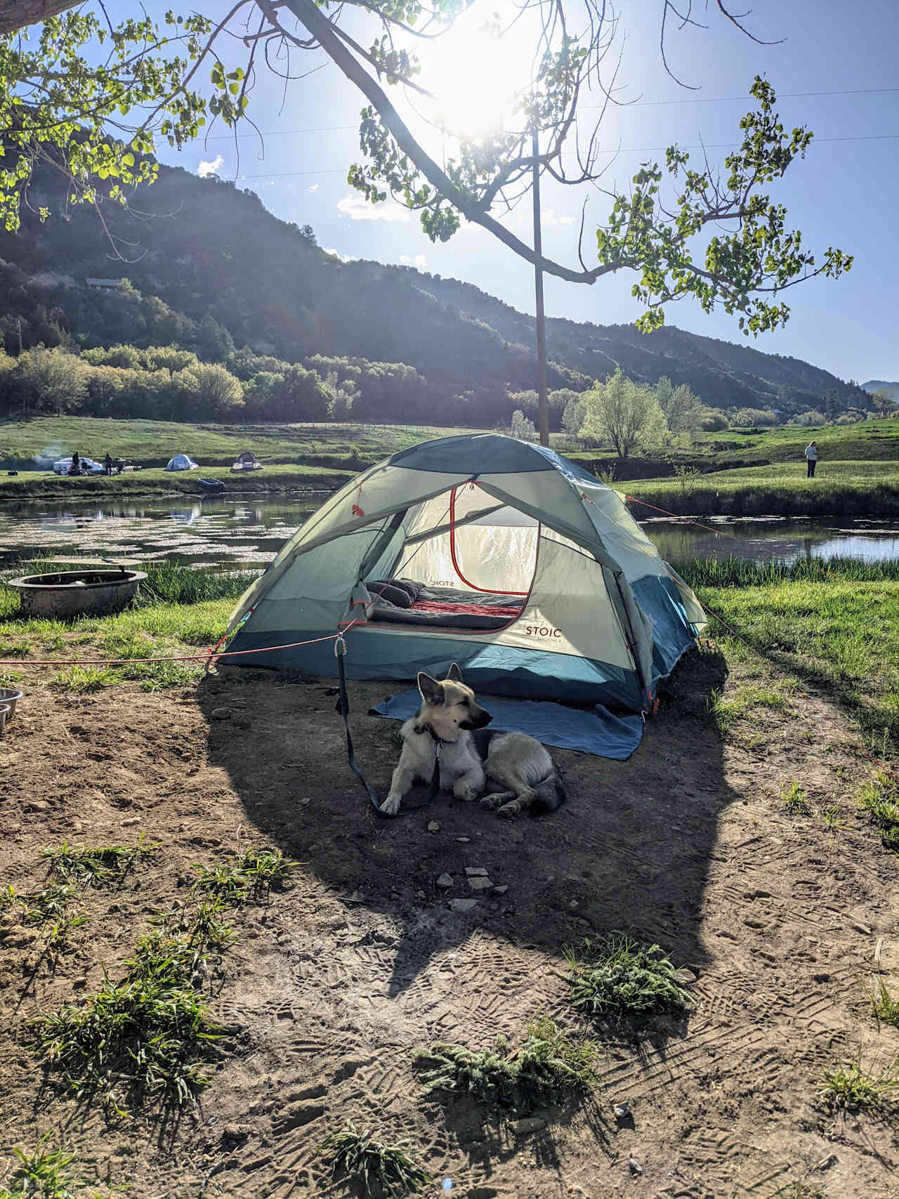 Happy to find a dog friendly campsite! Freya loved watching the ducks.