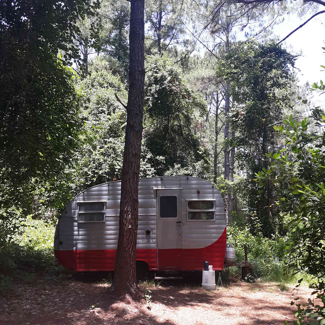 Serene Forested Blueberry Farm