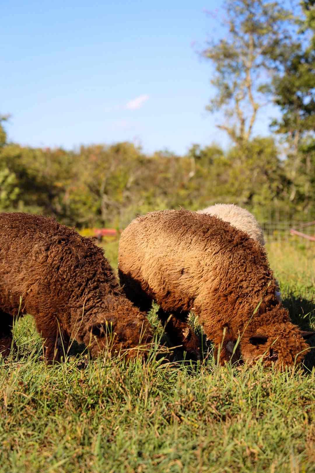 Organic farm & nature retreat