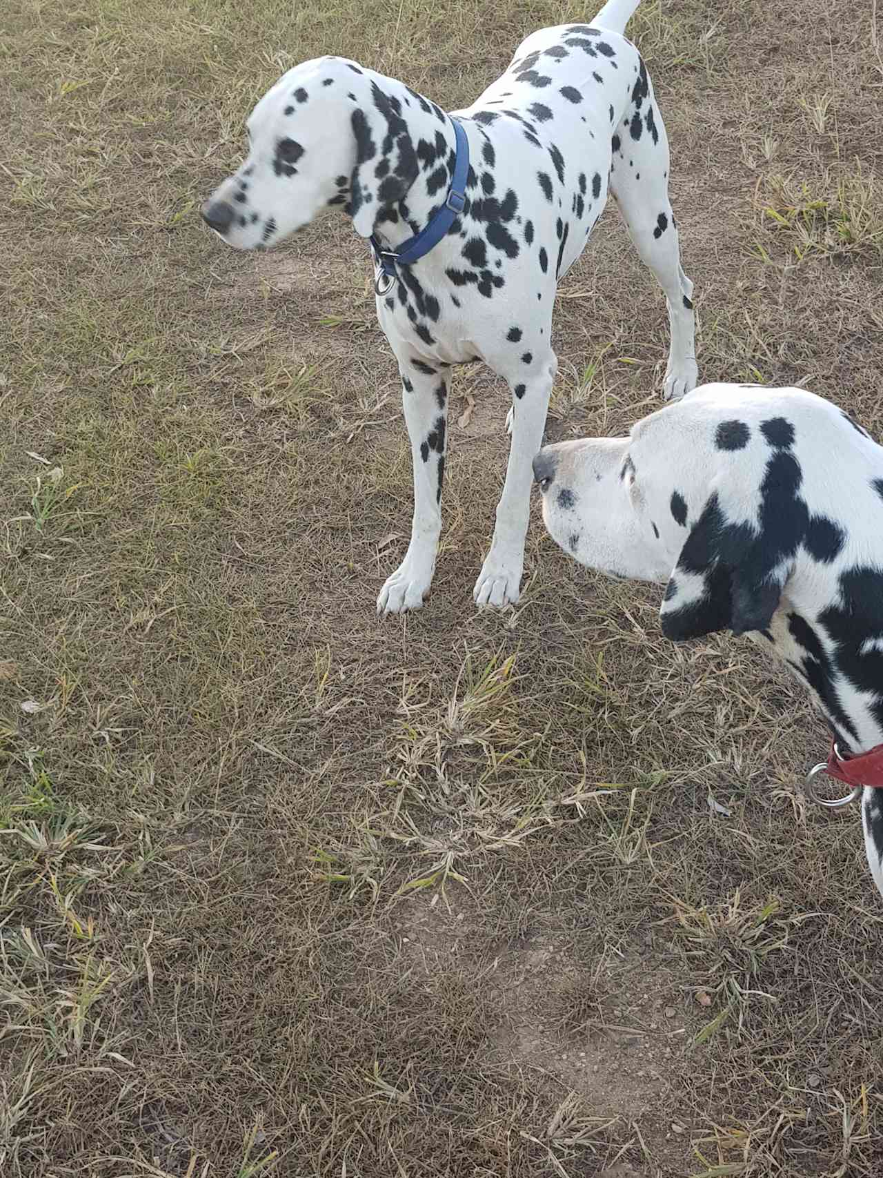 The good boys.