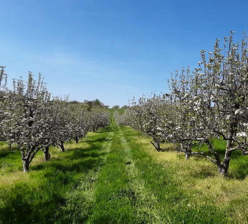 Ryan's Fruit Market and Orchard