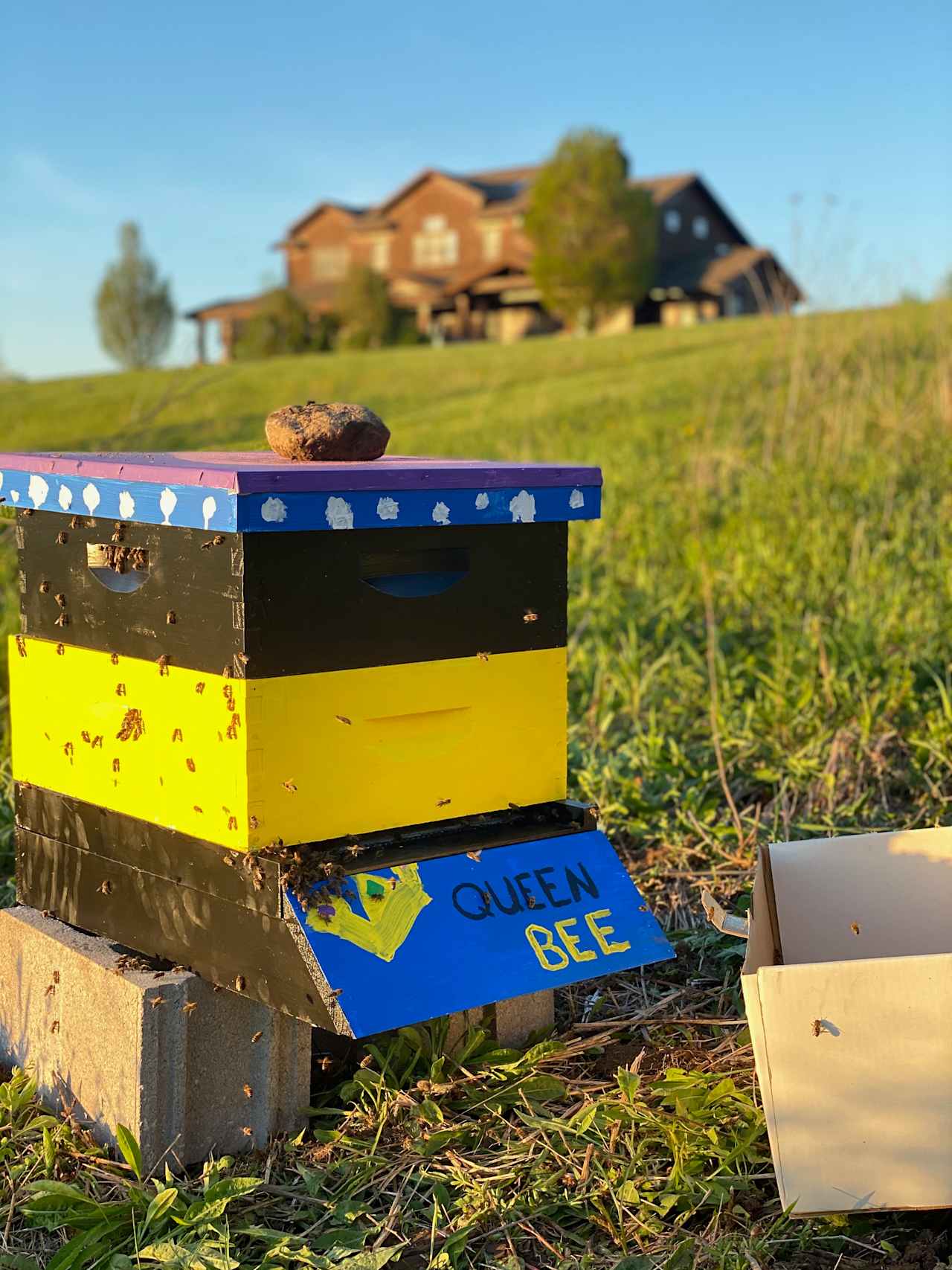 One of our hives in the apiary