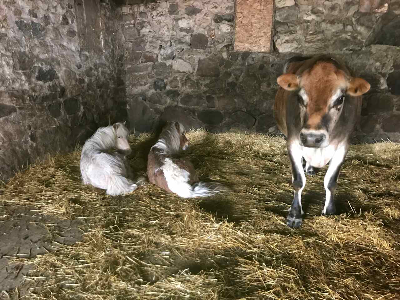 Rusty, Lexi and Buckeye in the barn.