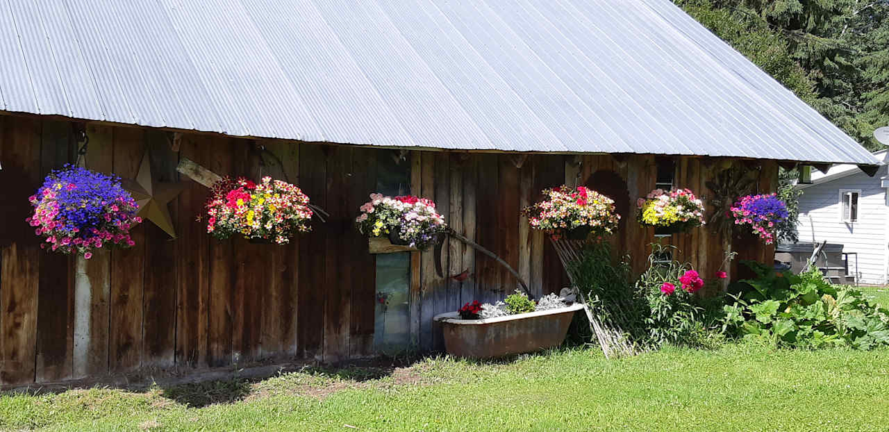 Flowers hang every summer on the old shed.