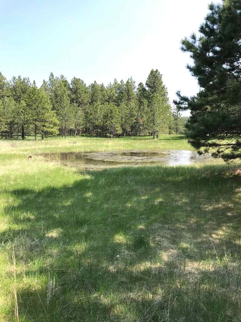 This pond is an easy walk from the cabin and often times is used by elk, but you better get here early to see them.