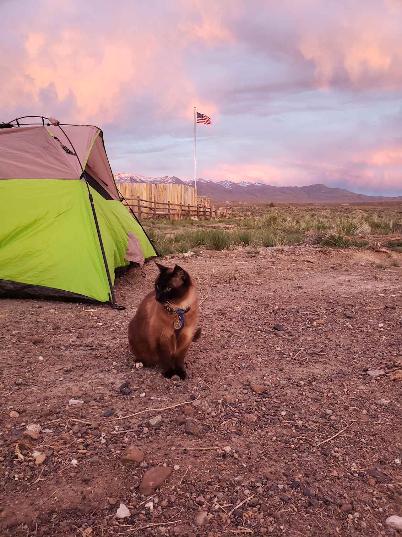 My cat came with me, and they are very welcoming about it!