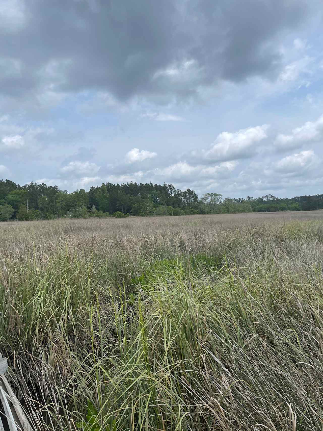 Wooded marsh