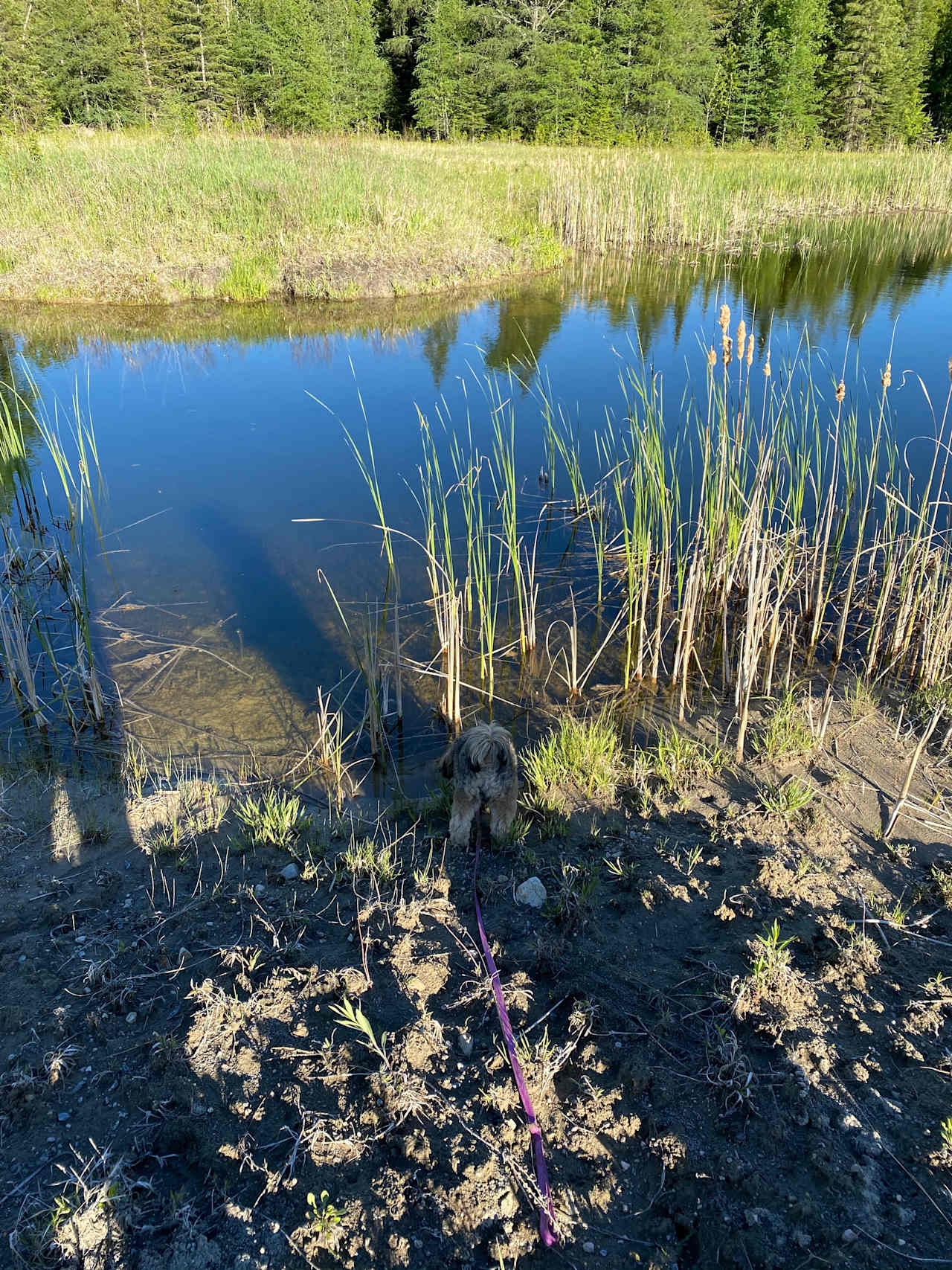 Pond on the property 