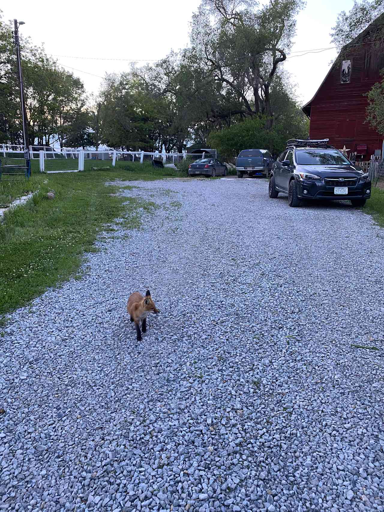 Shepherd's Rest Goat Rescue