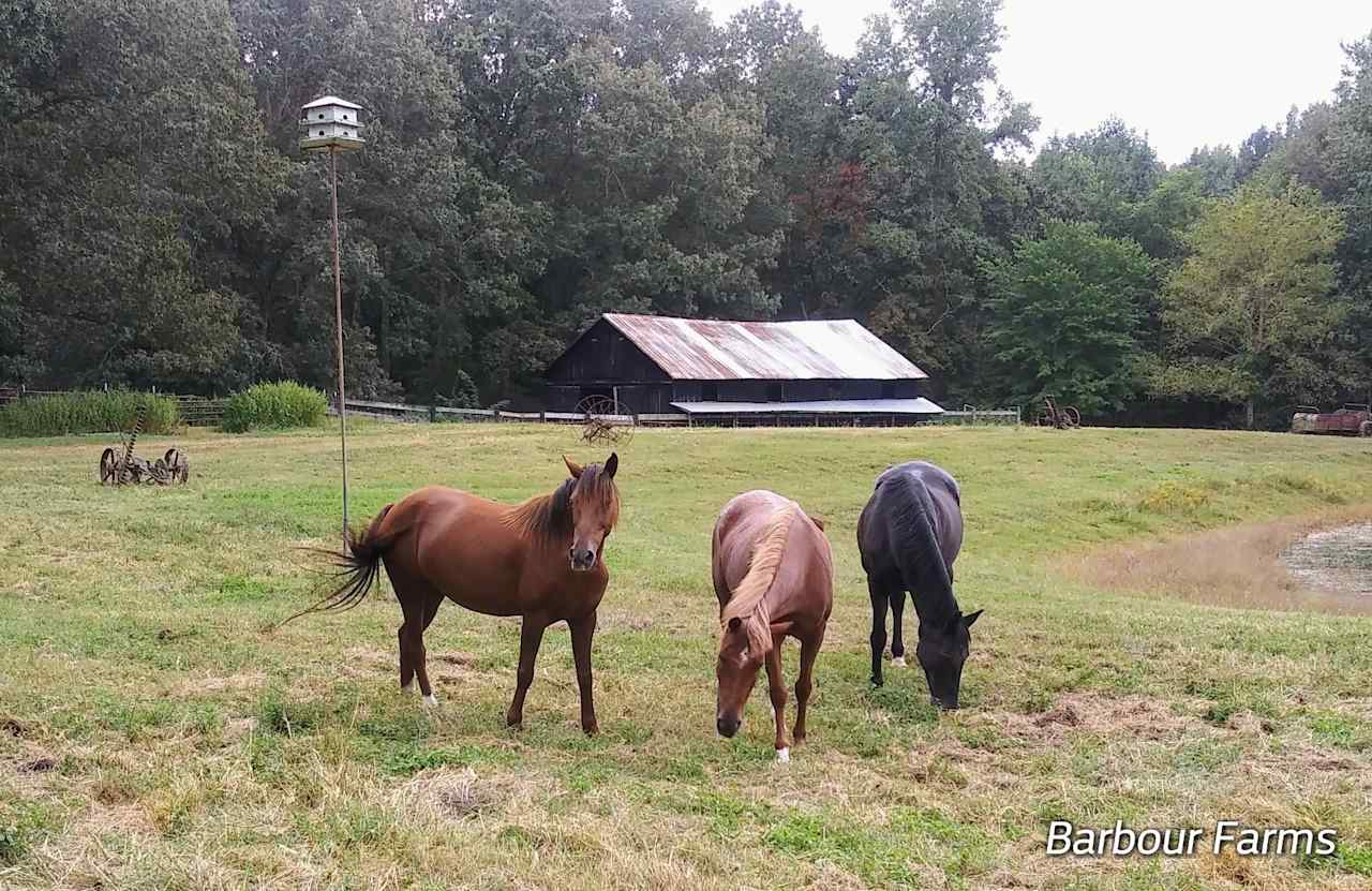 Camping Off The Grid -Barbour Farms