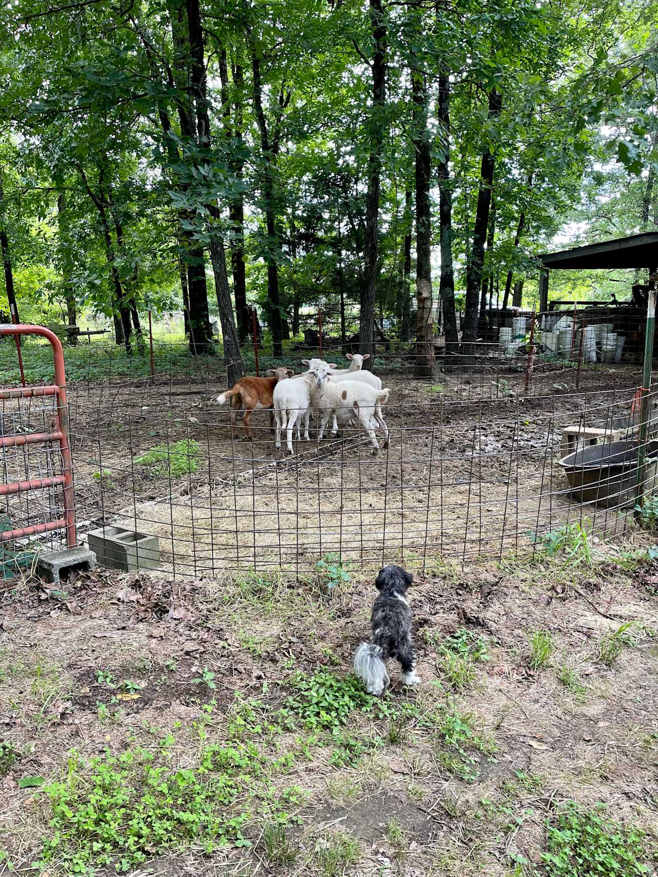 Petit Jean Farm Orchard