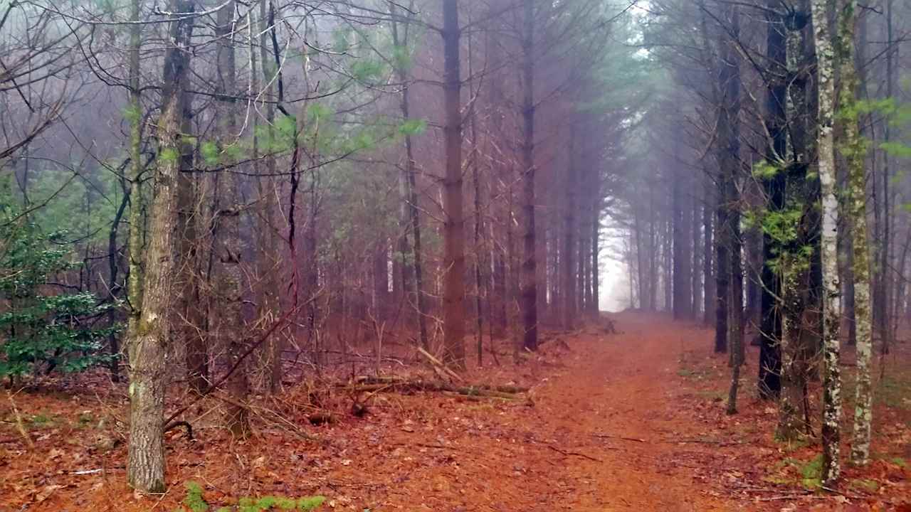 1/2 mile of trails through acres of White Pine forest. Be sure to check out the old stone wall built by the original homesteaders 