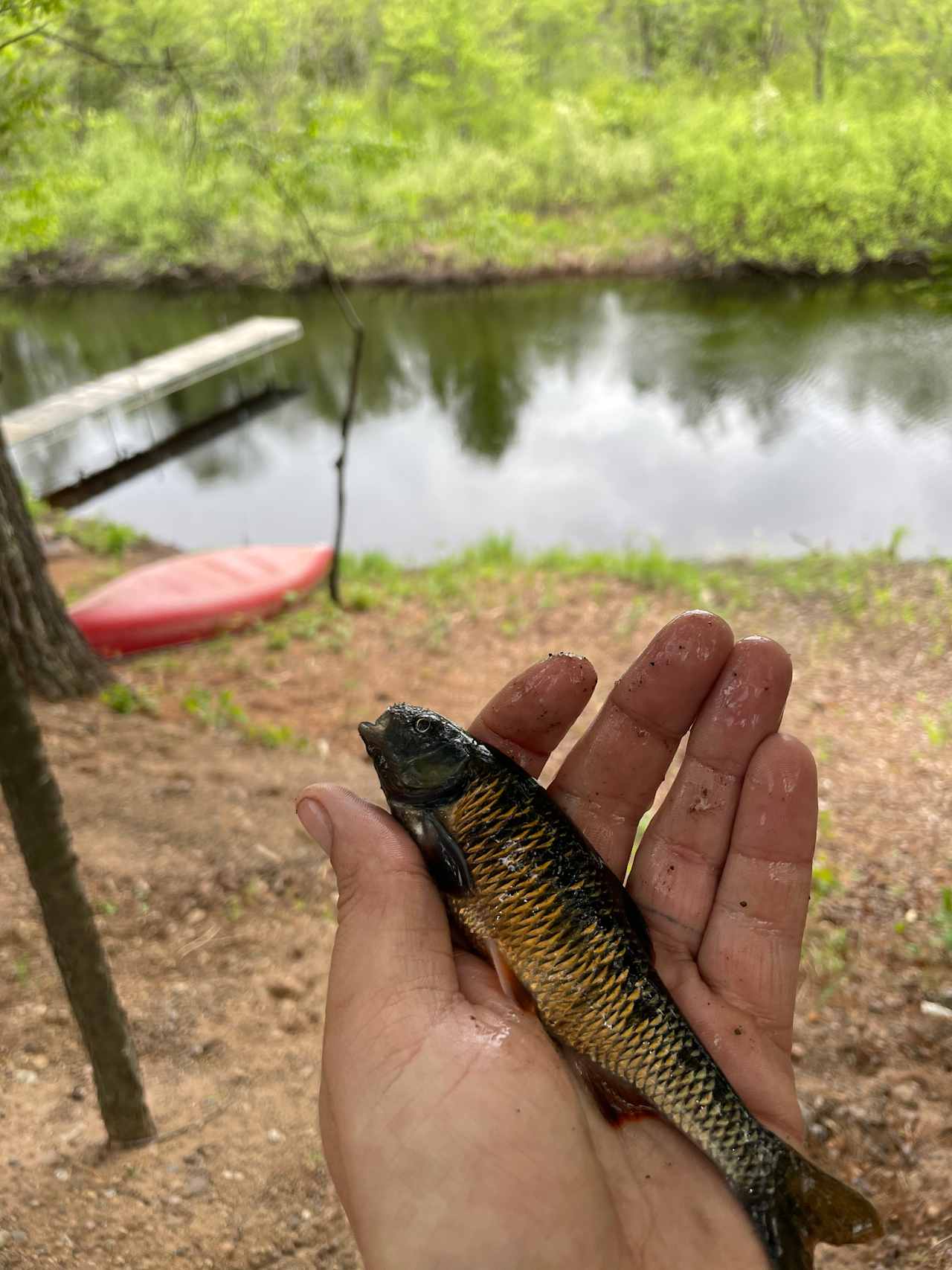 Caught chubs right from the dock