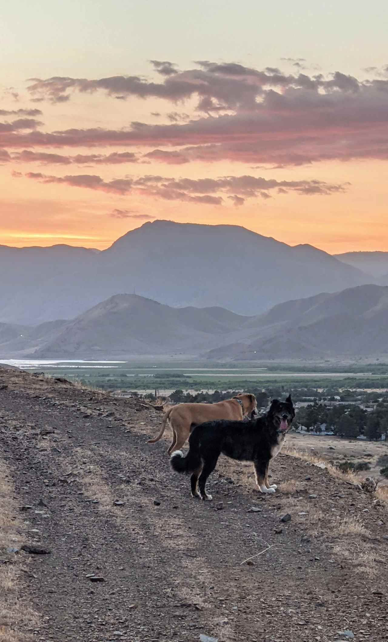 the dogs loved every second of their time and not having to be on a leash