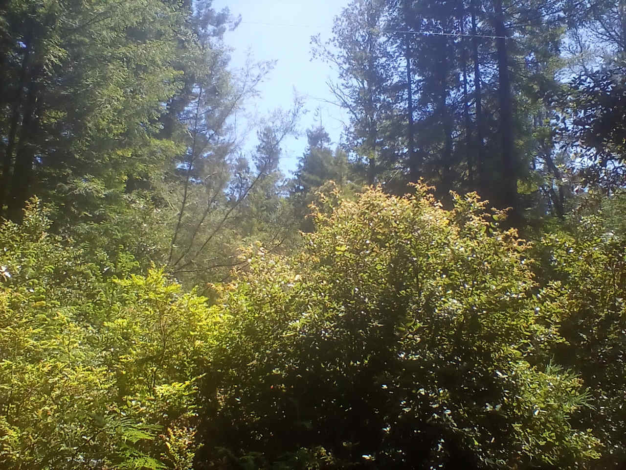 Redwood Forest Raven Haven