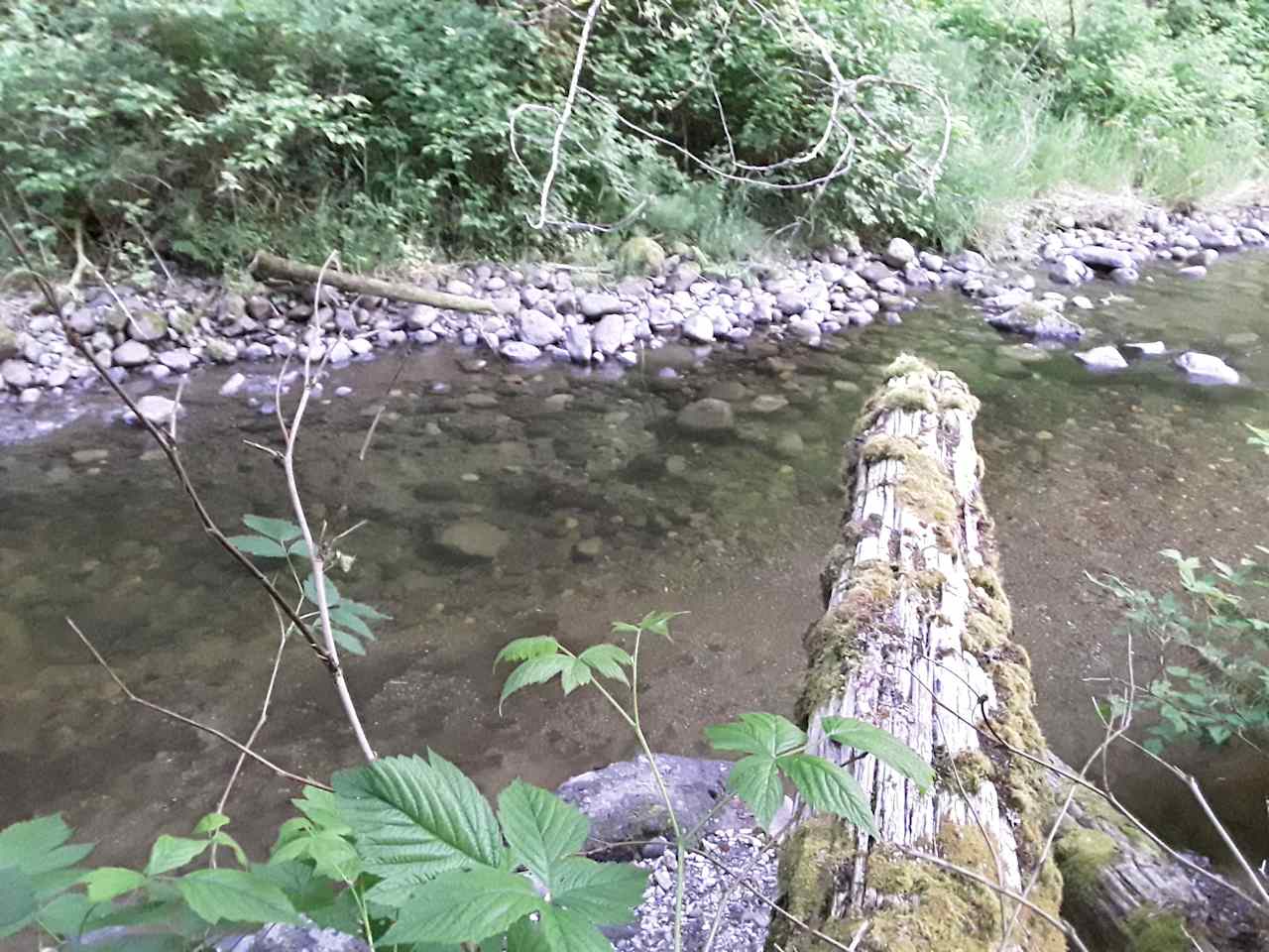 Camping in forest, next to a creek.