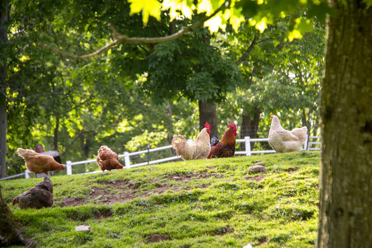 BeaverWood Farm (no children)