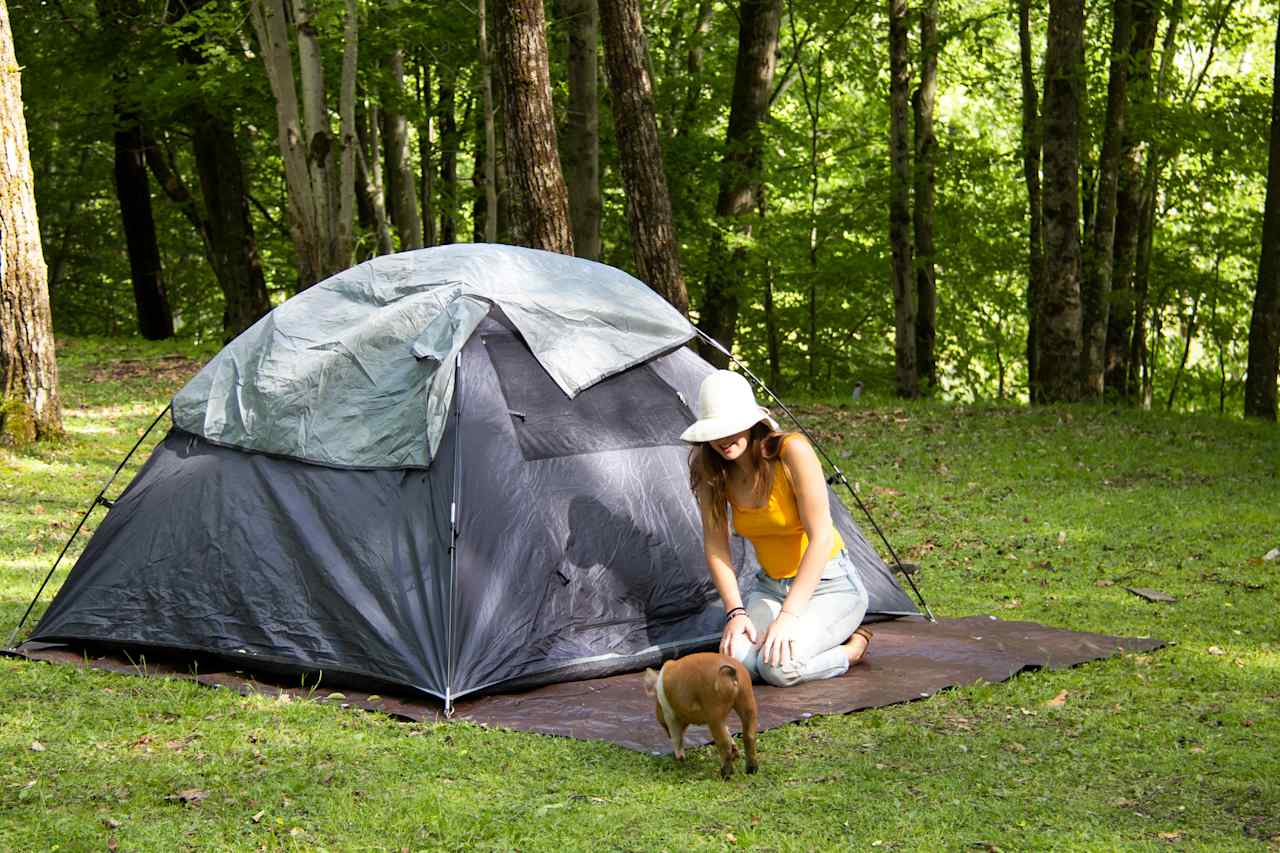 Baby pig visiting the tent!