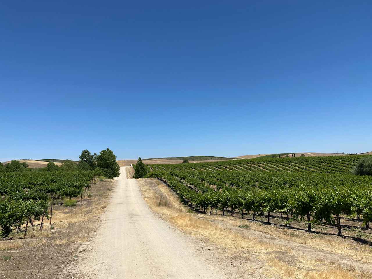 Campsite in the Vineyard