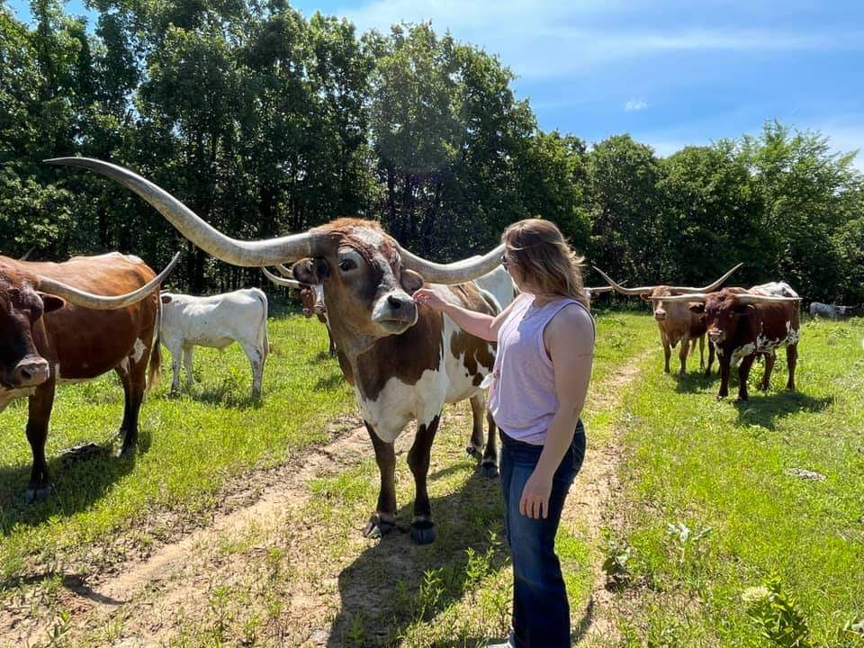 Meet Maveric. He is our 100 in ttt longhorn steer.  Loves treats, loves attention. He's not our longest horned steer, that would be Smoke. 